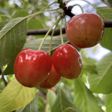 Prunus avium `Visnyeszéplaki hólyagos`
