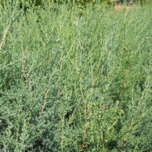 Cupressus arizonica 