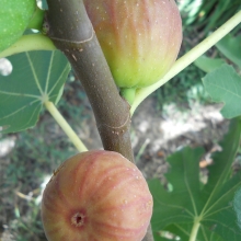Ficus carica `Egerági`