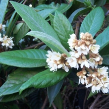 Eriobotrya japonica 