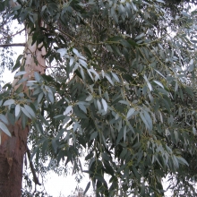 Eucalyptus gunnii var. divaricata