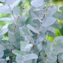 Eucalyptus gunnii var. divaricata