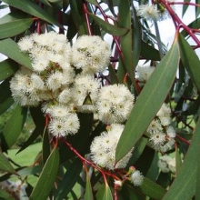 Eucalyptus pauciflora ssp. niphophila