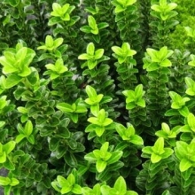 Euonymus japonicus `Green Spire`