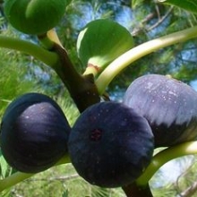 Ficus carica `Violette de Sollies`