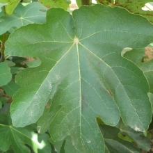 Ficus carica `Napolitana`