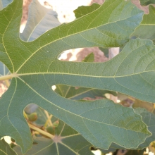 Ficus carica `Nerucciolo`