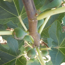 Ficus carica `Brogiotto Nero`