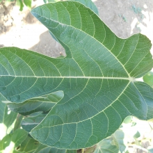 Ficus carica `Dottato`