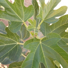 Ficus carica `Dottato`
