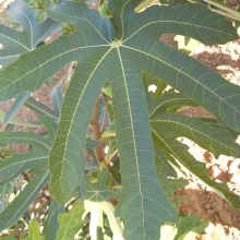 Ficus carica `Longue d`Aout`