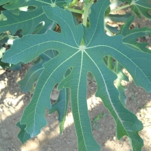 Ficus carica `Goutte d`Or` (Doree)