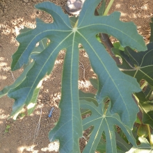 Ficus carica `Goutte d`Or` (Doree)