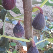 Ficus carica `Petite Negri`