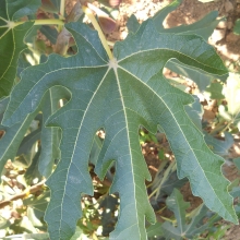 Ficus carica `Petite Negri`