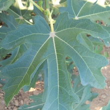 Ficus carica `Tabáni`