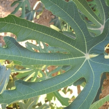 Ficus carica 'Keszthelyi Vári'