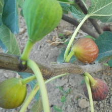 Ficus carica `Brown Turkey`