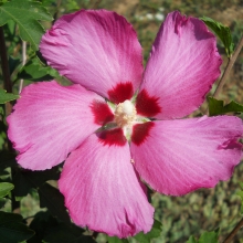 Hibiscus syriacus `Pink Giant`
