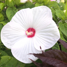 Hibiscus moscheutos `White`