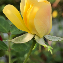 Rosa `Yellow Fairy`