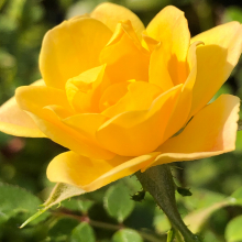 Rosa `Yellow Fairy`