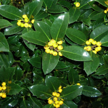 Ilex aquifolium `Bacciflava`