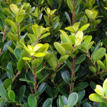 Ilex crenata `Green Hedge`