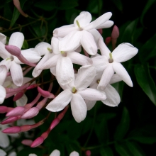 Jasminum polyanthum