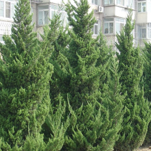 Juniperus chinensis `Kaizuka`