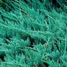 Juniperus horizontalis `Blue Chip`