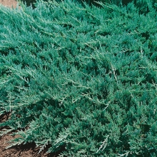 Juniperus horizontalis `Blue Chip`