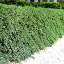 Juniperus horizontalis `Wiltonii`