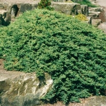 Juniperus procumbens `Nana`
