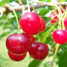 Prunus cerasus `Korai Pipacsmeggy`