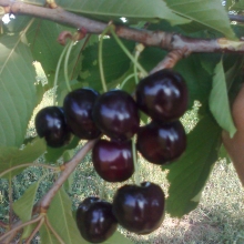 Prunus avium `Magda`