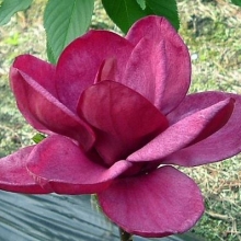 Magnolia `Genie`