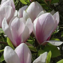 Magnolia soulangeana `Sun Dew` (Sundew)