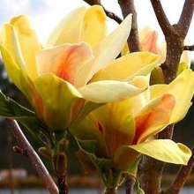 Magnolia `Sunsation`