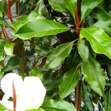 Magnolia grandiflora `Kay Parris`
