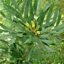 Mahonia fortunei (sinensis)