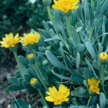 Othonna cheirifolia (Othonnopsis)