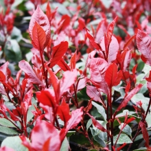 Photinia fraseri `Little Red Robin` (Nana)