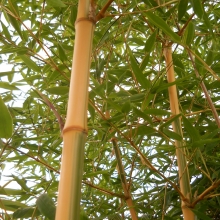 Phyllostachys bambusoides `Castillonis`