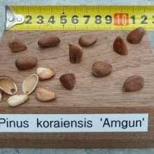 Pinus koraiensis `Amgun`