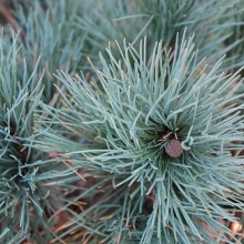 Pinus cembra `Glauca`