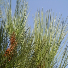 Pinus coulteri 