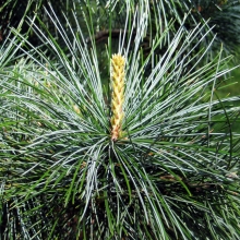 Pinus koraiensis `Amgun`