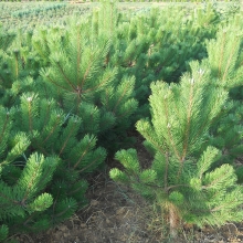 Pinus nigra Karácsonyfa