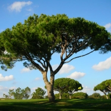 Pinus pinea 10 db-os kedvezményes csomag